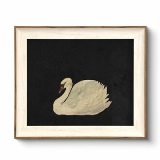 Framed artwork of a white swan on black background